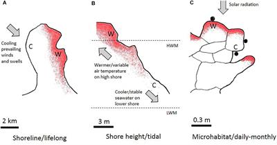 Non-reversible and Reversible Heat Tolerance Plasticity in Tropical Intertidal Animals: Responding to Habitat Temperature Heterogeneity